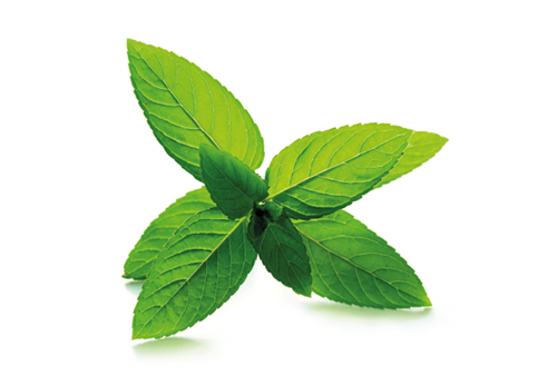 Mint Leaves
